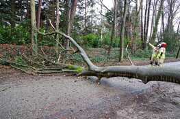 Boom op de weg in Blaricum