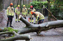 Boom op de weg in Blaricum