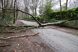 Boom op de weg in Blaricum