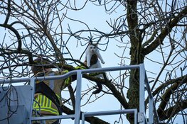 Kat gered uit boom in Huizen