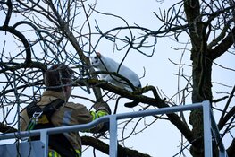 Kat gered uit boom in Huizen
