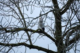 Kat gered uit boom in Huizen