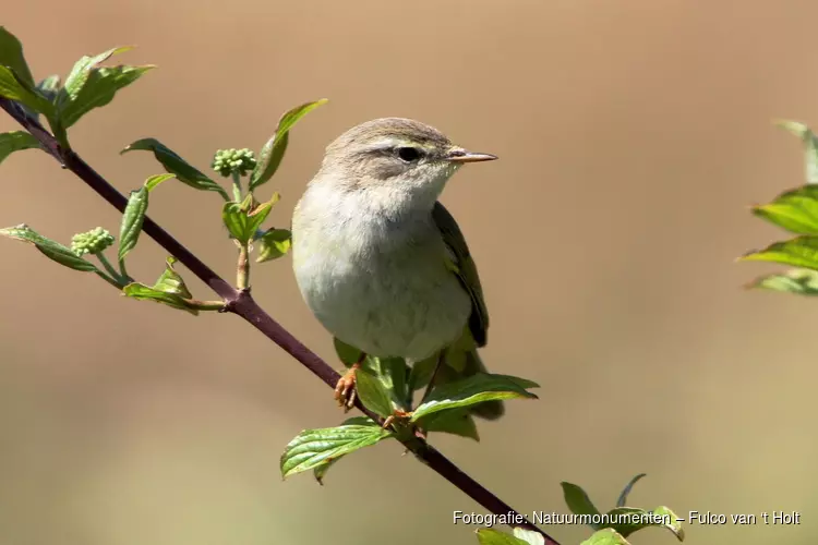 Ontdek de vogels van ’s-Graveland
