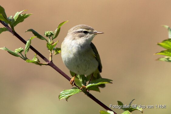 Ontdek de vogels van ’s-Graveland
