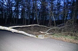 Brandweer moet afgeknapte boom verwijderen in Huizen