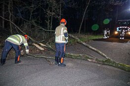 Brandweer moet afgeknapte boom verwijderen in Huizen