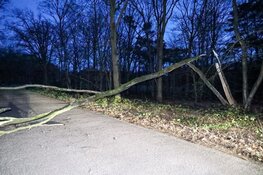 Brandweer moet afgeknapte boom verwijderen in Huizen