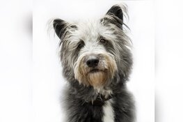 De allereerste tentoonstelling van de Grote Hondenshow vindt plaats in Weesp