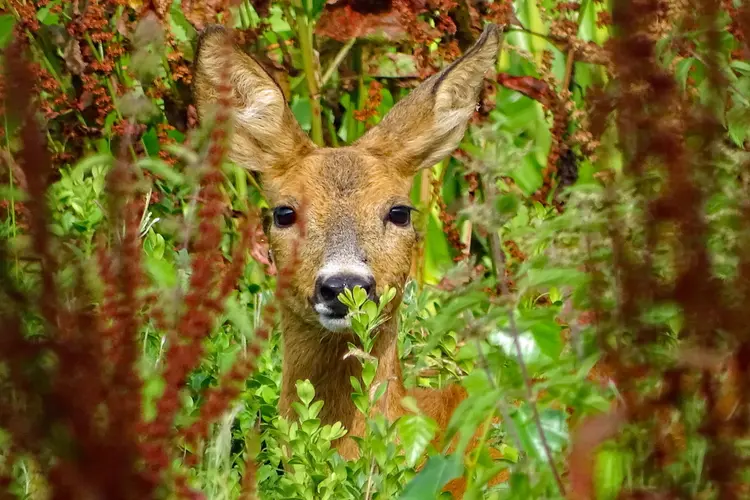 Reeën kijken in het Corversbos en Gooilust