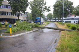 Boom omgewaaid, weg geblokkeerd in Huizen
