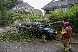 Kleine boom omgewaaid in Bussum