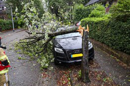 Kleine boom omgewaaid in Bussum