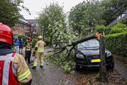 Kleine boom omgewaaid in Bussum