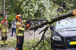 Kleine boom omgewaaid in Bussum