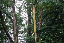 Brandweer Laren rukt uit voor grote tak op de weg