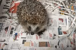 Open dag Egelopvang Midden Nederland