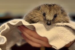 Open dag Egelopvang Midden Nederland