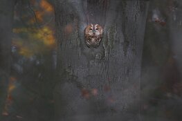 Nachtdieren van de Buitenplaatsen in `s-Graveland