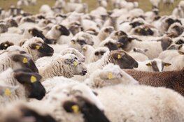 Blauwtongvirus vastgesteld op enkele schapenbedrijven in Midden-Nederland