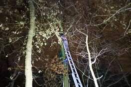 Vermiste serval aangetroffen in boom in Huizen
