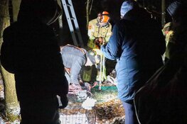 Vermiste serval aangetroffen in boom in Huizen