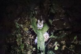 Vermiste serval aangetroffen in boom in Huizen