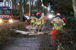 Boom waait om in Laren, verkeer gestremd
