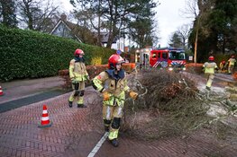 Boom waait om in Laren, verkeer gestremd