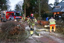 Boom waait om in Laren, verkeer gestremd
