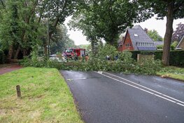 Boom omgewaaid in Huizen