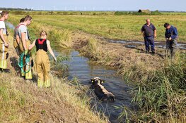 Brandweer bevrijdt vastzittende stier uit sloot