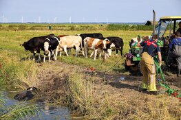 Brandweer bevrijdt vastzittende stier uit sloot