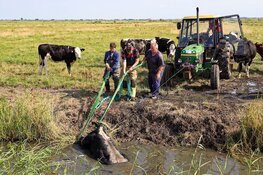 Brandweer bevrijdt vastzittende stier uit sloot