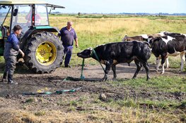 Brandweer bevrijdt vastzittende stier uit sloot