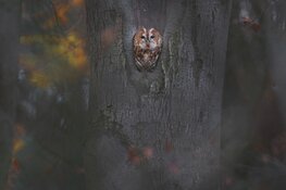 OERRR Ontmoet de dieren van de nacht in ’s-Graveland