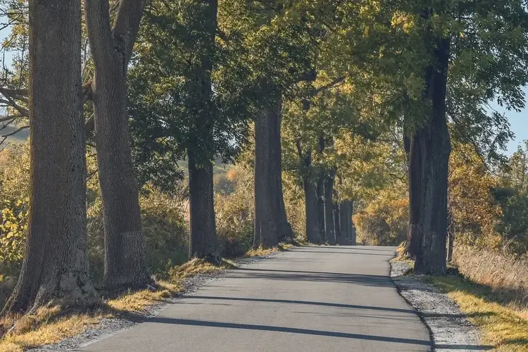 Kappen van vergunningsvrije bomen in gemeente Gooise Meren