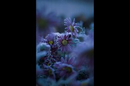 Zo geniet je van een heerlijke wintertuin in 't Gooi