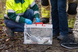 Meeuw door brandweer losgemaakt van visdraad in Huizen
