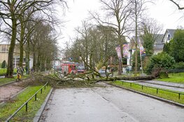 Boom omgewaaid op de rijbaan in Hilversum