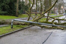 Boom omgewaaid op de rijbaan in Hilversum