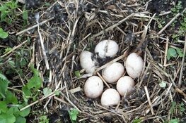 OERRR Paasspeurtocht in 's-Graveland
