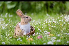 OERRR Paasspeurtocht in 's-Graveland