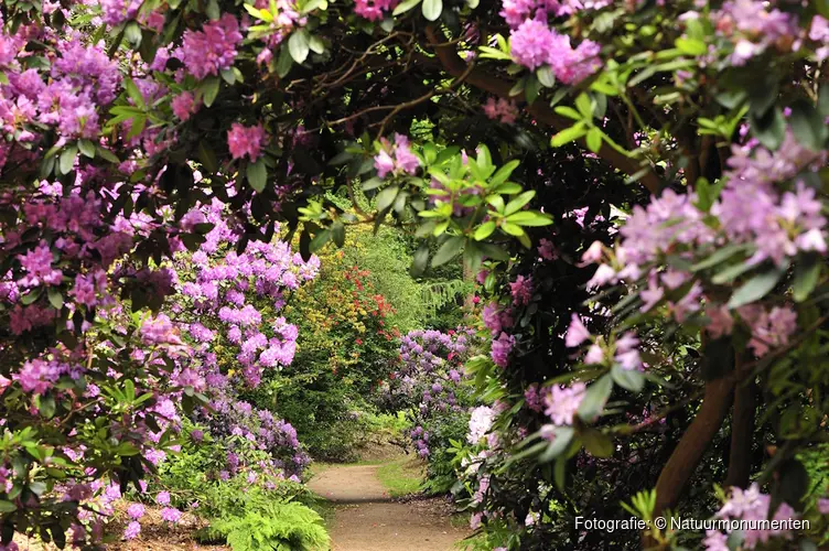 Ontdek de rododendrons van buitenplaats Gooilust