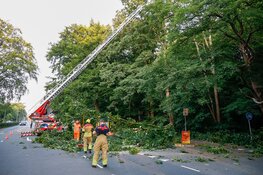 Boom doormidden langs N525