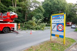 Boom doormidden langs N525