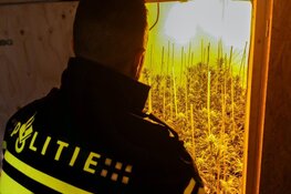 Hennepstekkerij aangetroffen in Loosdrecht