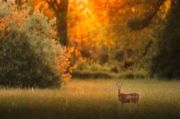 OERRR Ontmoet de dieren van de schemer in ’s-Graveland │gezinnen vanaf 8 jaar