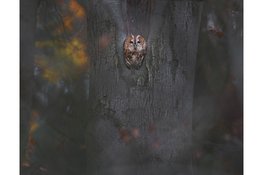OERRR Ontmoet de dieren van de schemer in ’s-Graveland │gezinnen vanaf 8 jaar