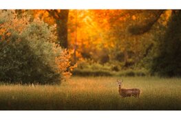 Schemerdieren van de Buitenplaatsen in 's-Graveland