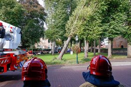 Boom staat op omvallen, auto-eigenaren verplaatsen voertuigen